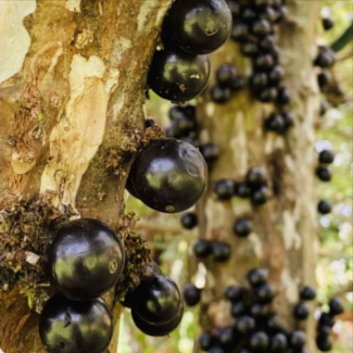 Myrciaria Jaboticaba