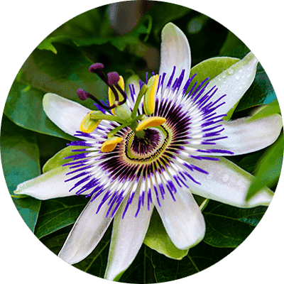 passionflower