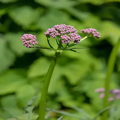 pink-valerian