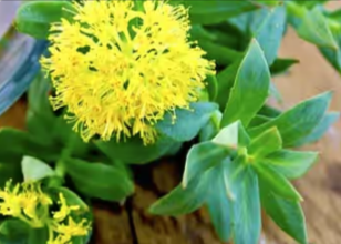 Rhodiola