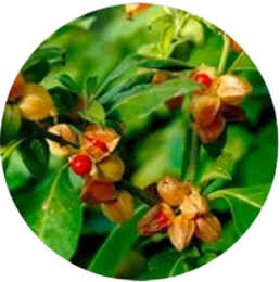 Withania Somnifera